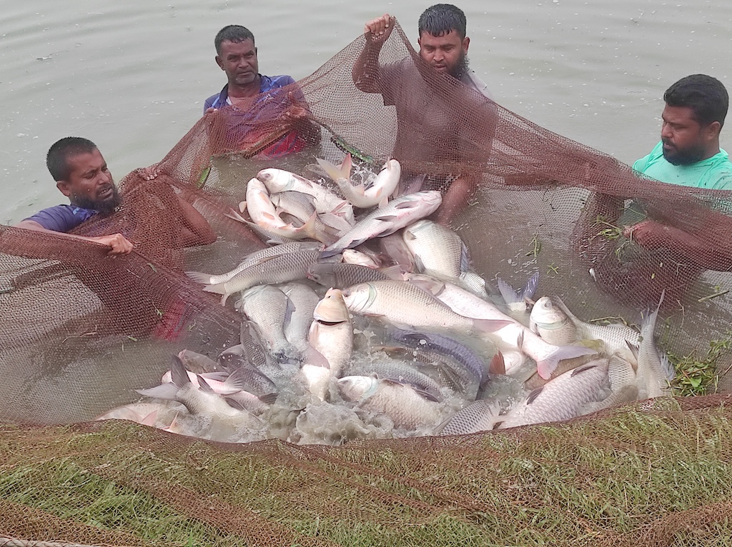 Men in Bangladesh catch carp that were raised from cryopreserved sperm in a net.