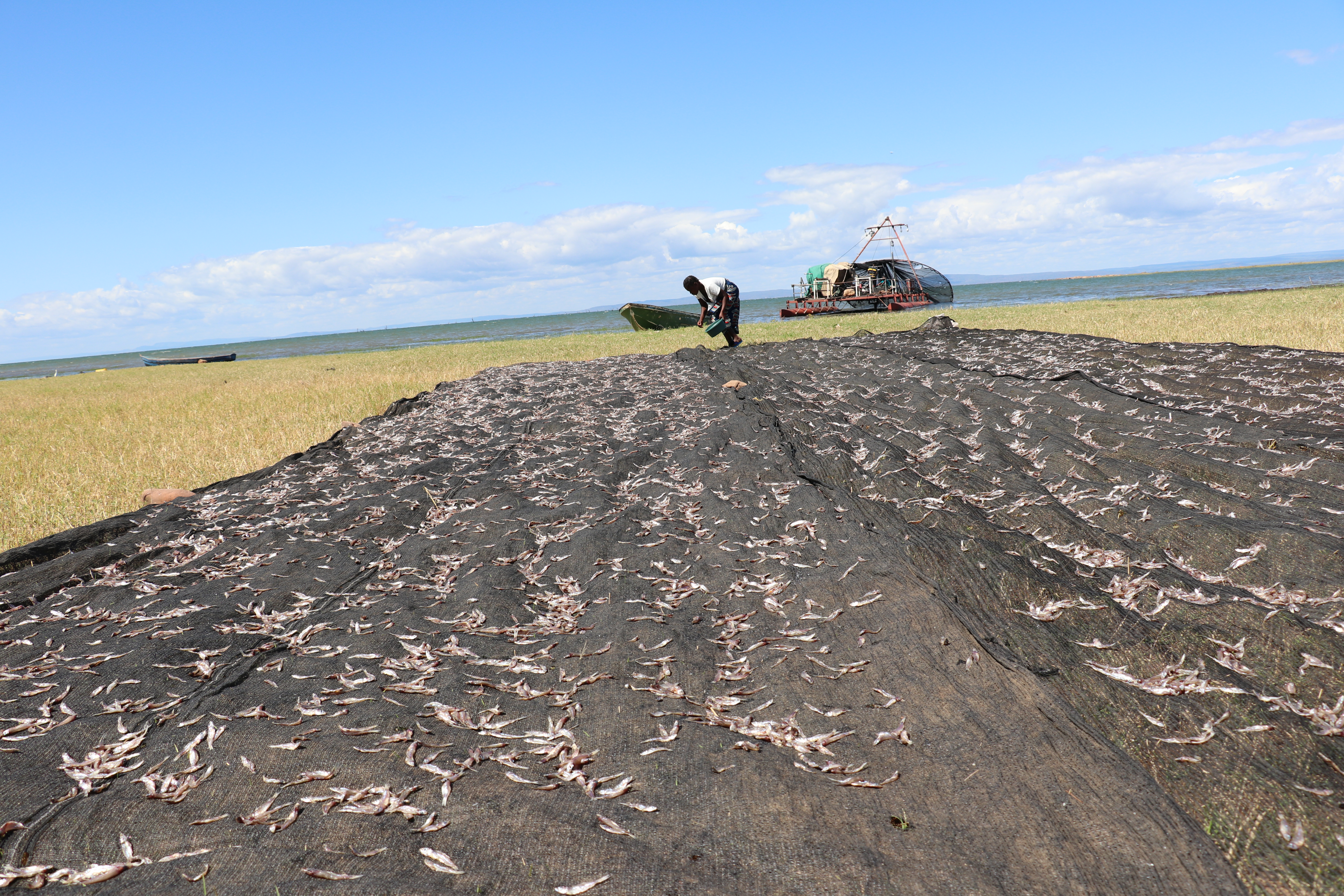 a woman drying fish